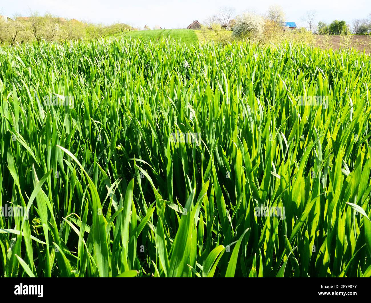 Schönes, üppiges, grünes Gras auf der Wiese oder auf dem Feld. Winterweizen ist auf Ackerland gewachsen. Sonniges Wetter. Feld, Lichtung oder Wiese mit wilder Vegetation. Natürlicher Hintergrund Stockfoto