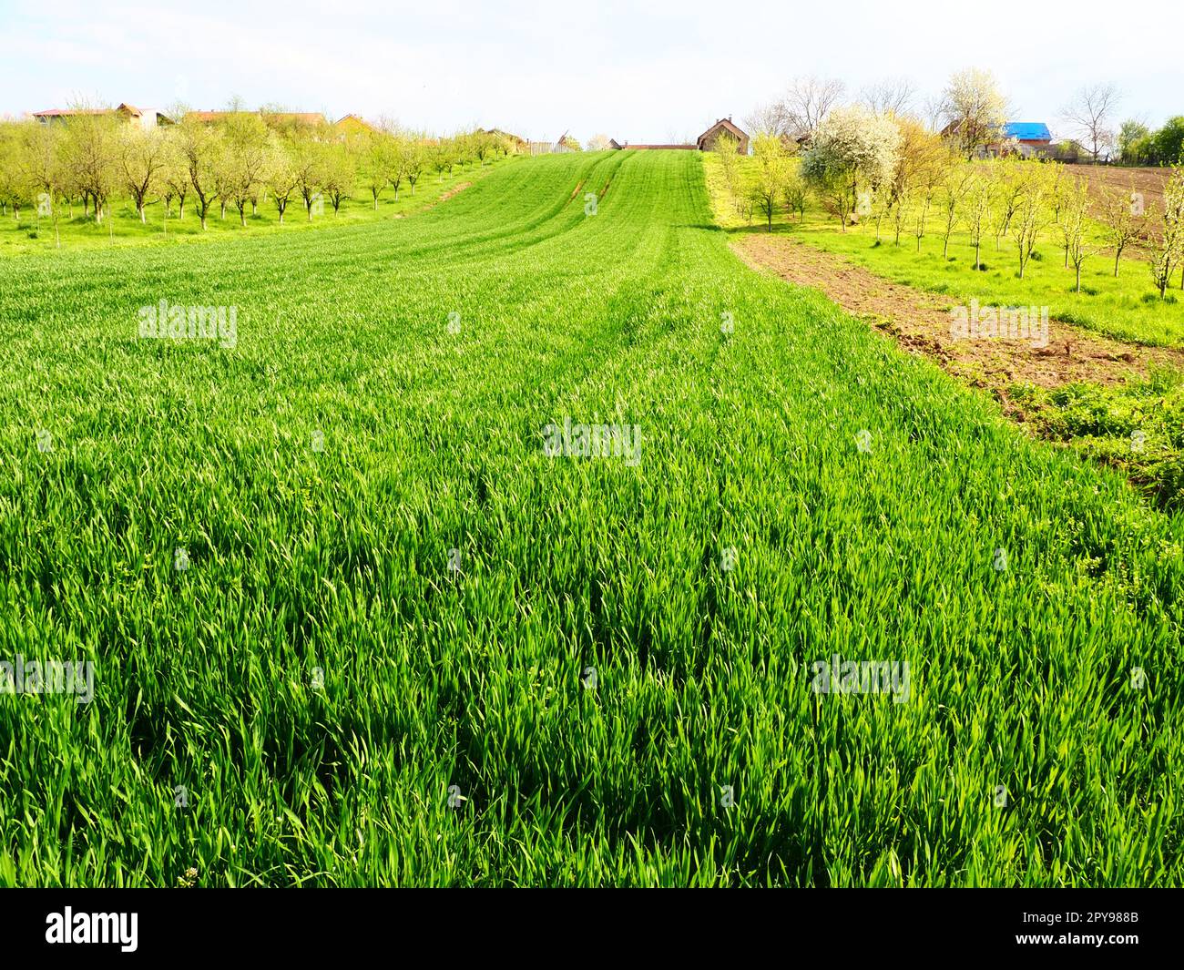 Wunderschöne grüne Weizenfelder auf dem Land. Grünes Weizenfeld. Grüne Weizensprossen auf dem Feld. Grünes Gras. Das Gras schwankt im Wind Stockfoto