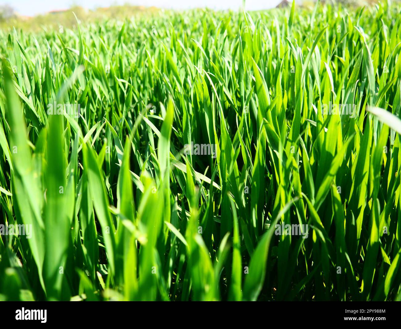 Schönes, üppiges, grünes Gras auf der Wiese oder auf dem Feld. Winterweizen ist auf Ackerland gewachsen. Sonniges Wetter. Feld, Lichtung oder Wiese mit wilder Vegetation. Natürlicher Hintergrund Stockfoto