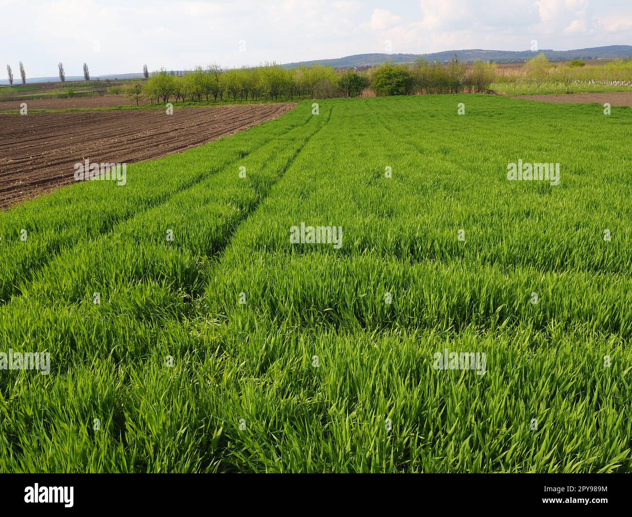 Wunderschöne grüne Weizenfelder auf dem Land. Grünes Weizenfeld. Grüne Weizensprossen auf dem Feld. Grünes Gras Stockfoto