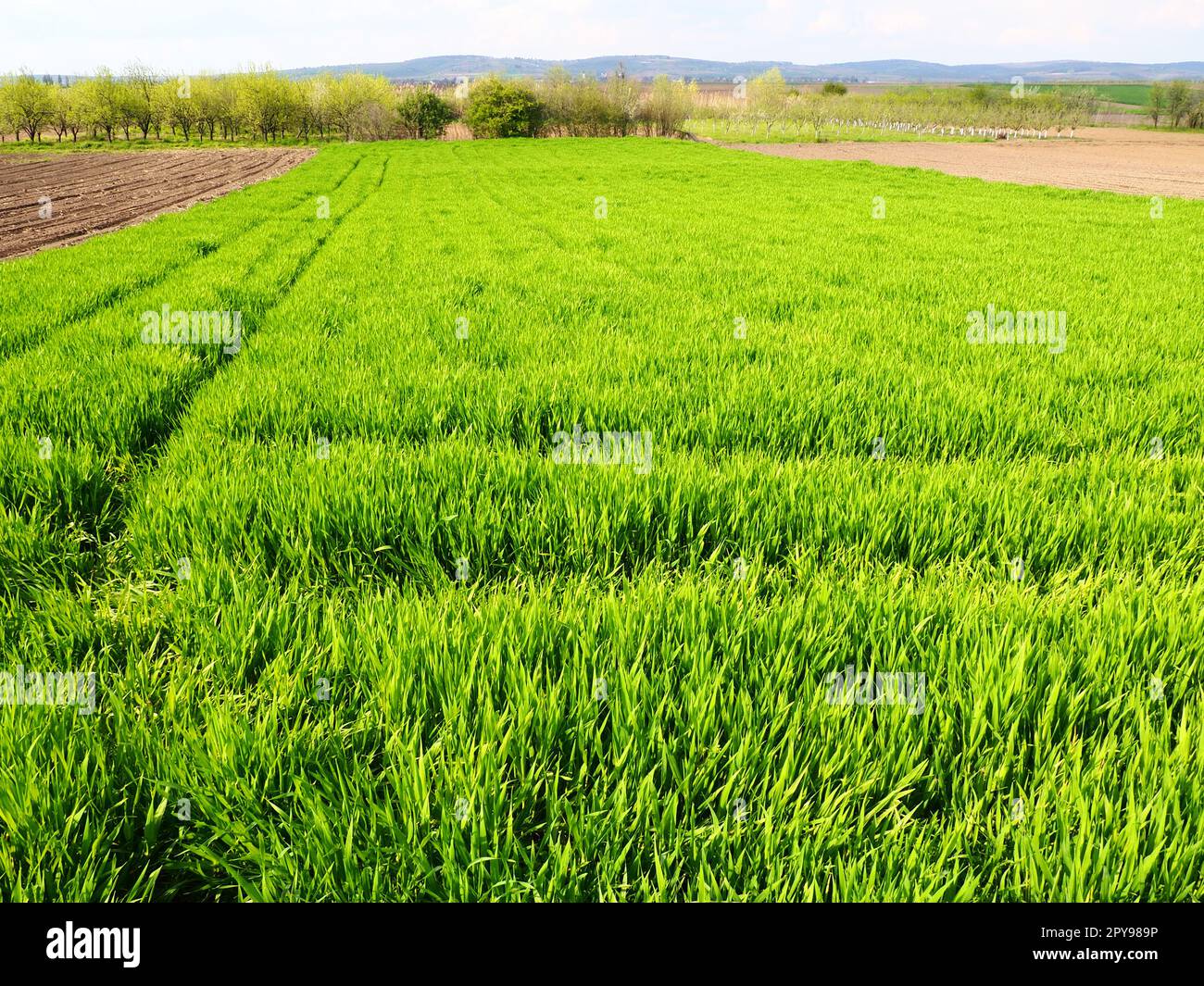 Wunderschöne grüne Weizenfelder auf dem Land. Grünes Weizenfeld. Grüne Weizensprossen auf dem Feld. Grünes Gras Stockfoto