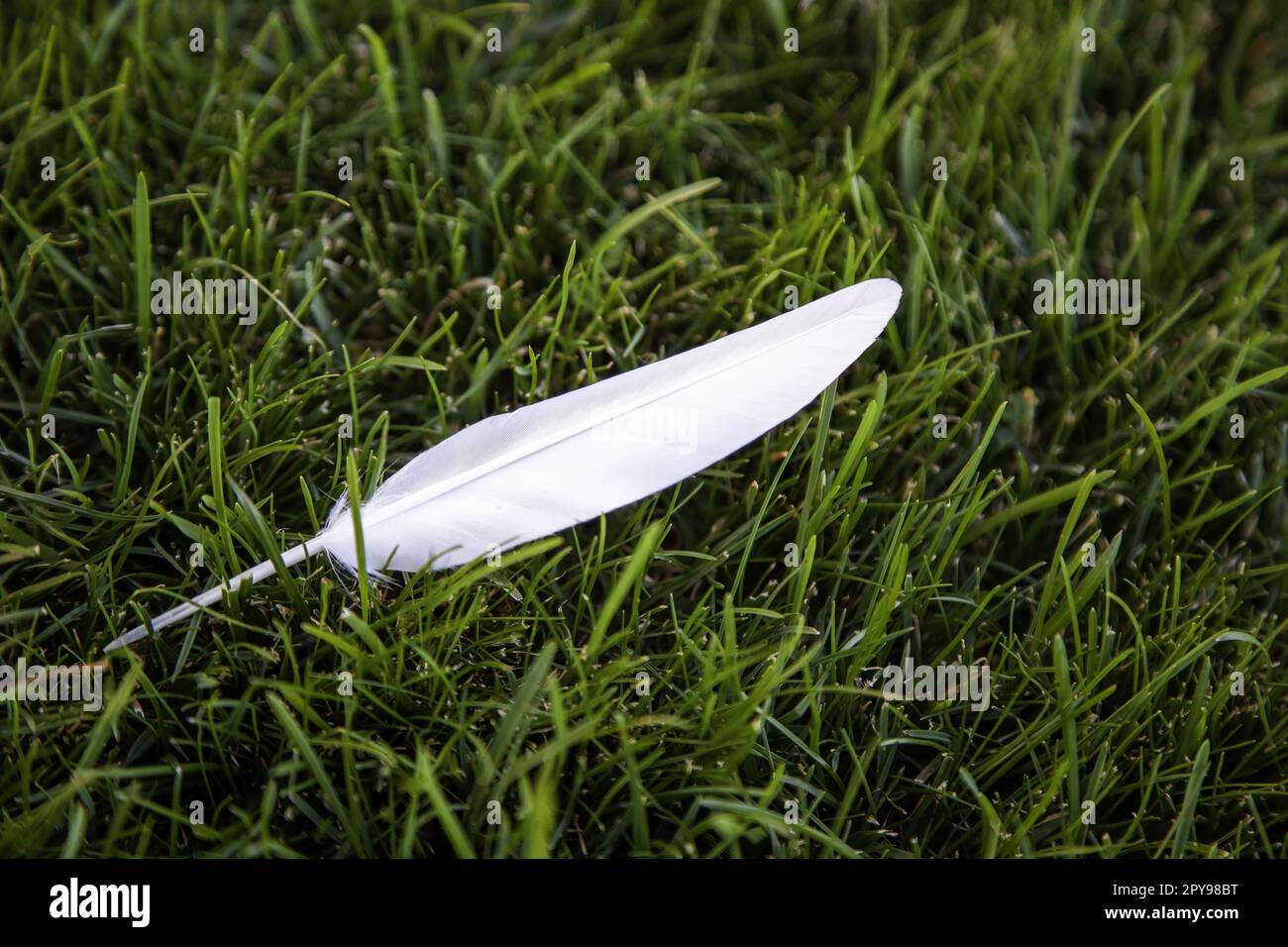 Weiße Feder auf dem Gras Stockfoto