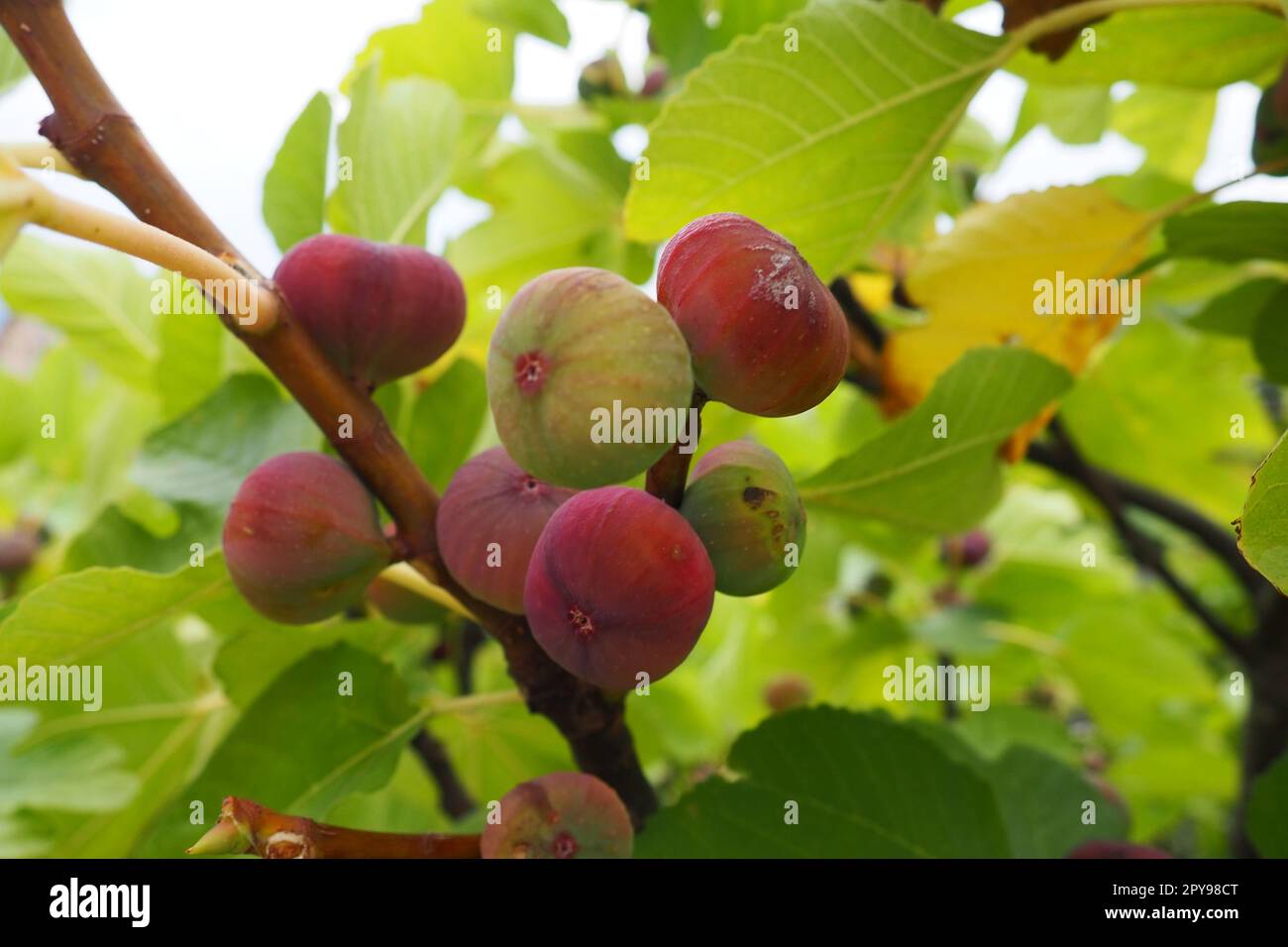 Feigenbaum Ficus carica ist eine subtropische Laubpflanze der Gattung Ficus der Familie Mulberry. Feigen auf einem Ast. Gartenpflanzen. Reife grüne rote Feige in einem Garten oder Bauernhof Stockfoto