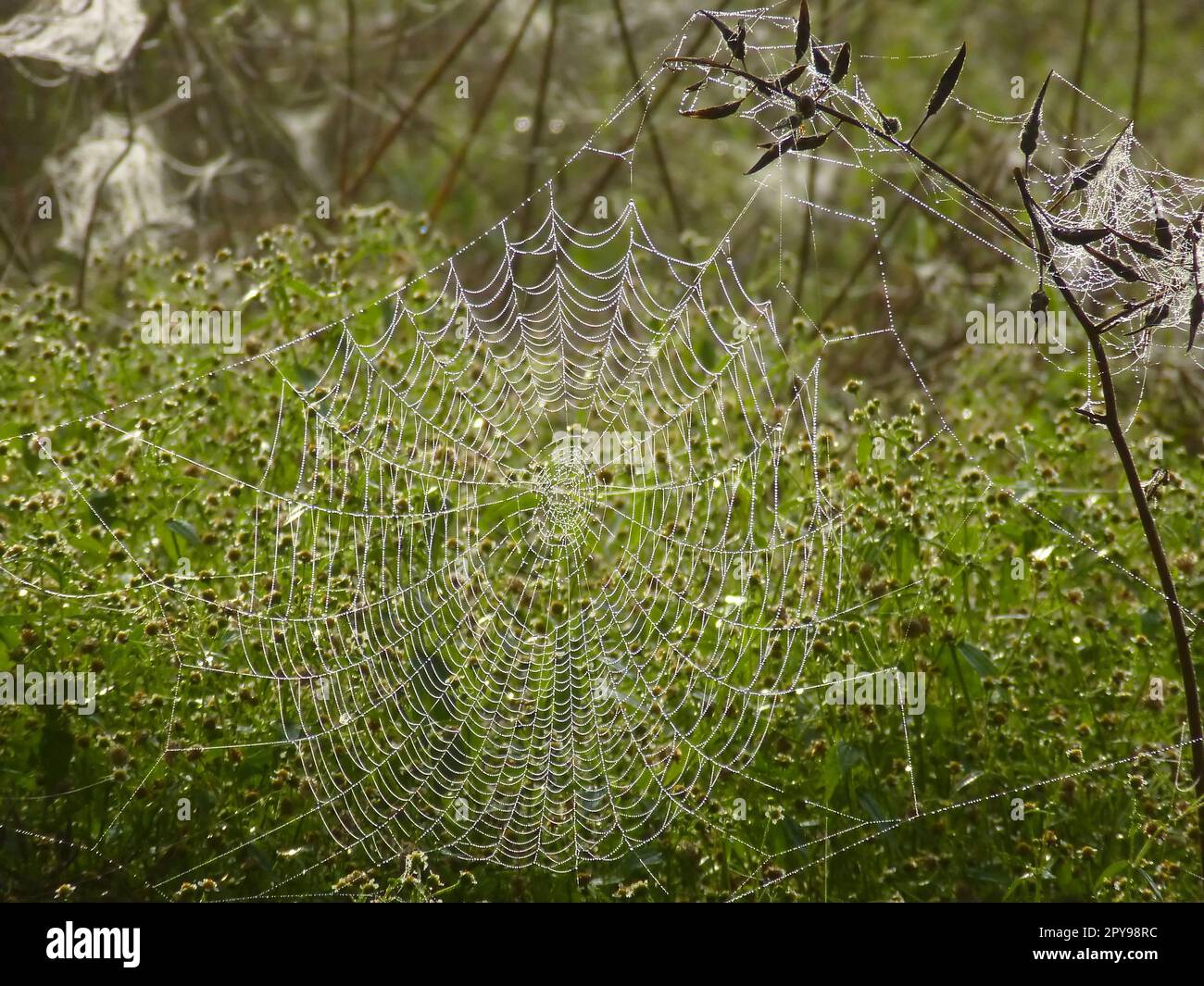 Spiders Netz nach Regen, Foto mit Hintergrundbeleuchtung Stockfoto