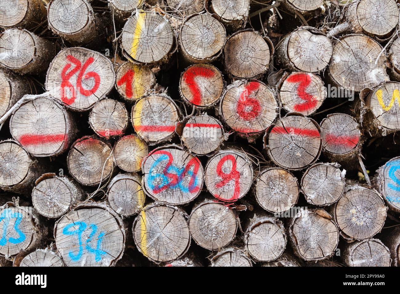 Polter mit trockenem Holz Stockfoto