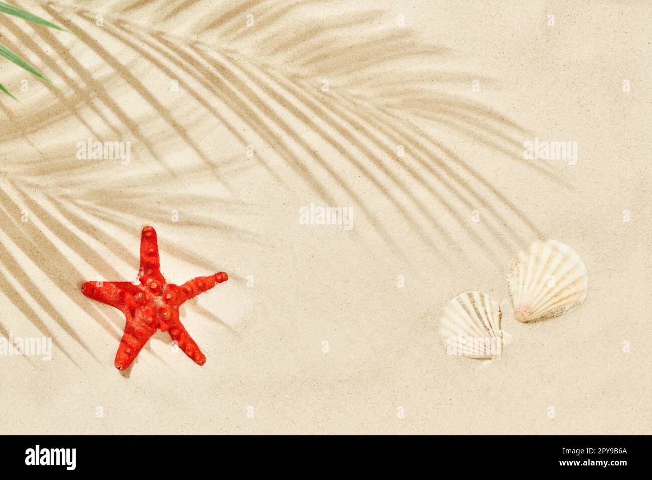 Weißer Sandstrand mit Palmenblattschatten, roten Seesternen und Muscheln. Reise- und Urlaubskonzepthintergrund. Draufsicht, flach liegend Stockfoto