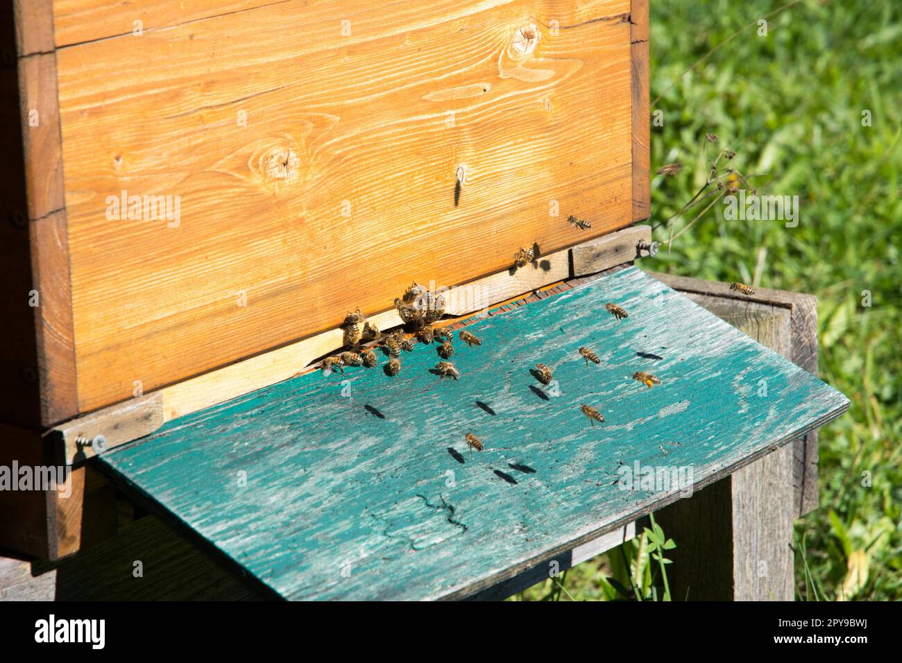 Bienenzucht - Bienen fliegen zu einem Holzbart Stockfoto