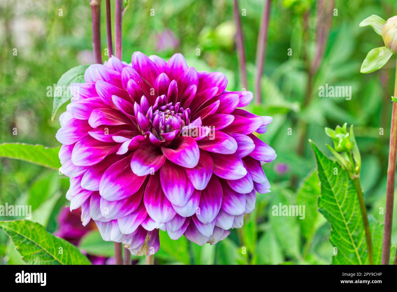 Dahlia (Dahlia pinnata Kav.), International Garden Exhibition, 2017, Berlin, Deutschland Stockfoto