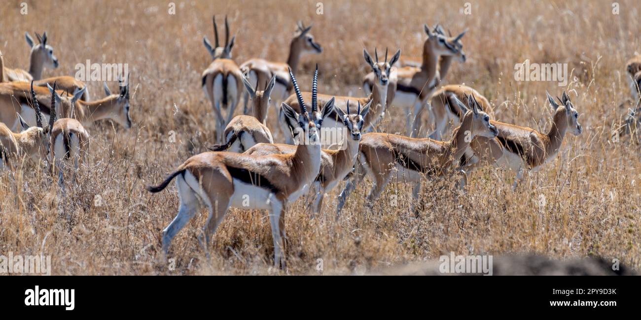 Wilde Thomsons Gazellen im serengeti-Nationalpark Stockfoto