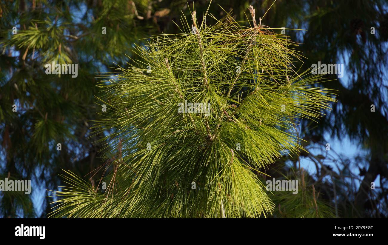 Detailansicht der Äste und Zapfen von Aleppo Pine (Pinus halepensis). Es ist eine Kiefer, die im Mittelmeerraum heimisch ist Stockfoto