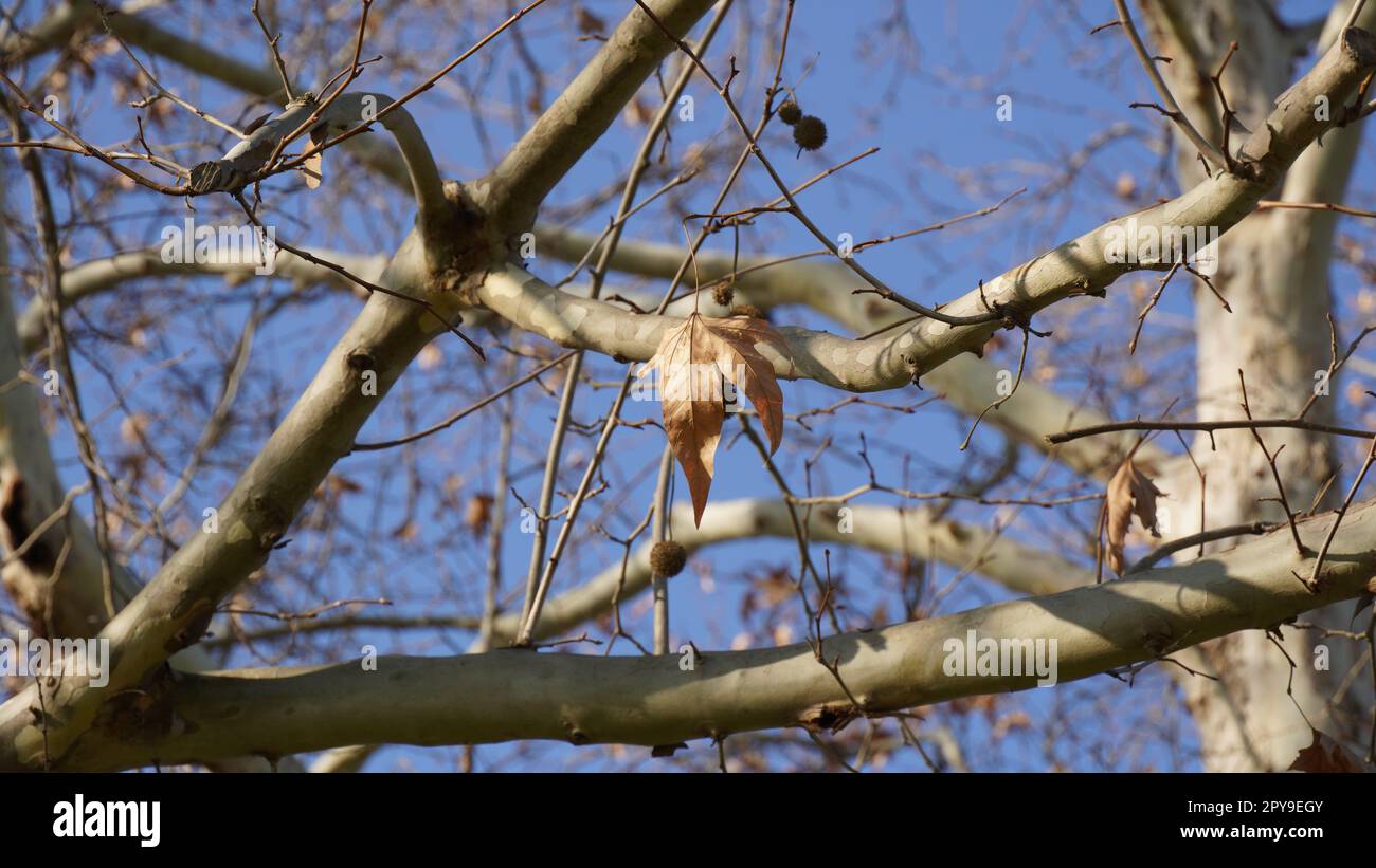 Kastanienbaum (Aesculus hippocastanum) im Winter sind die Blätter trocken und braun Stockfoto