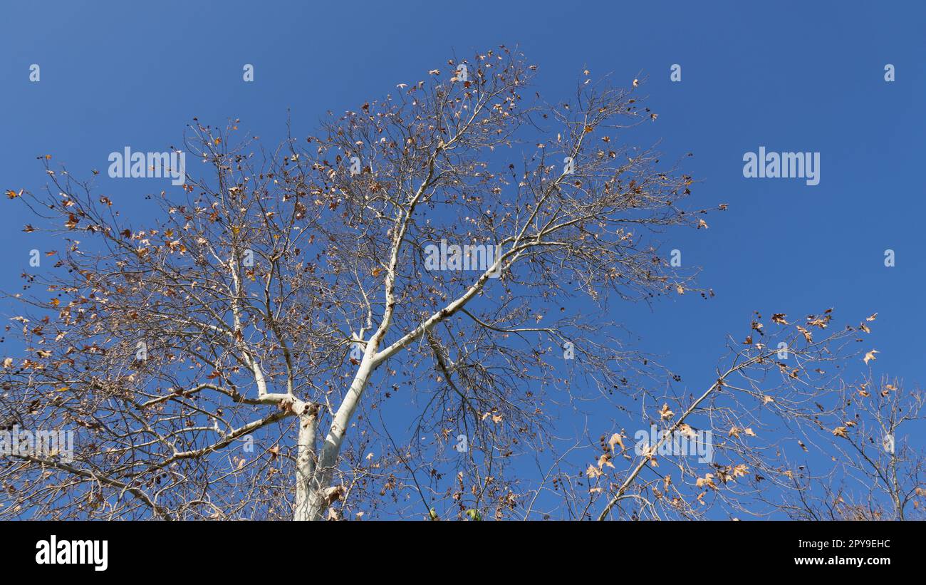 Kastanienbaum (Aesculus hippocastanum) im Winter sind die Blätter trocken und braun Stockfoto