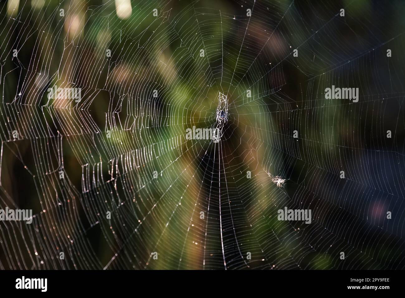 Nahaufnahme zu großem Spinnennetz im Dschungel Madagaskars, verschwommener dunkelgrüner Regenwaldhintergrund Stockfoto