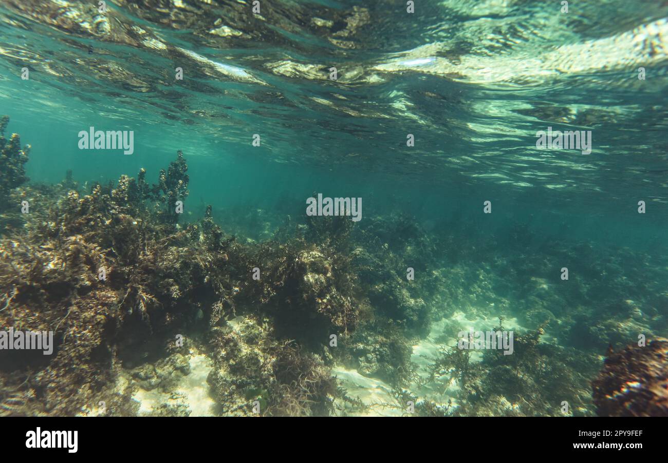 Schnorcheln in Anakao, Madagaskar - hauptsächlich Pflanzen auf sandigem Meeresboden sichtbar, nicht viel Unterwasserwelt, Unterwasserfoto Stockfoto