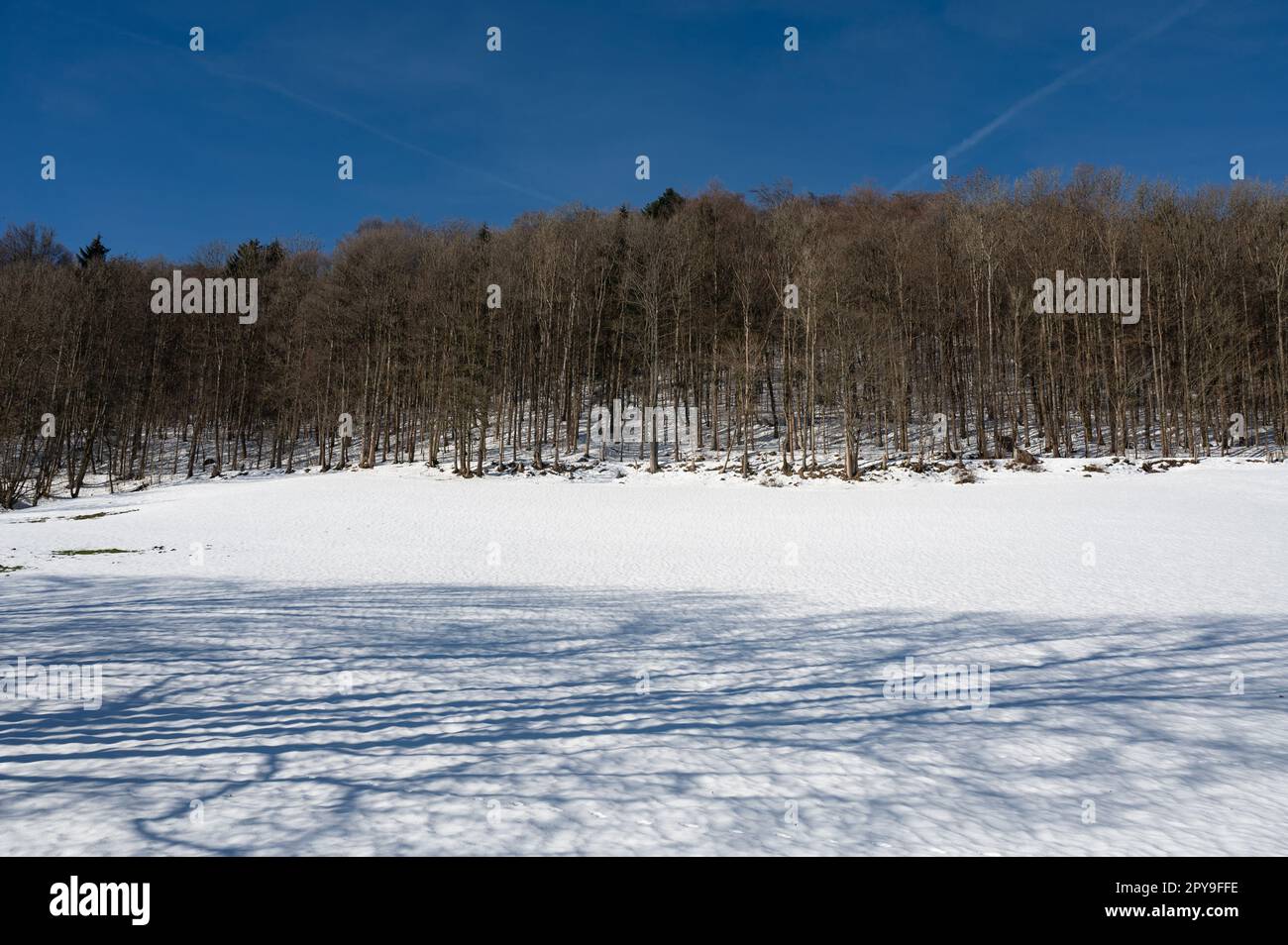 Wald im Winter mit Schnee und blauem Himmel Stockfoto