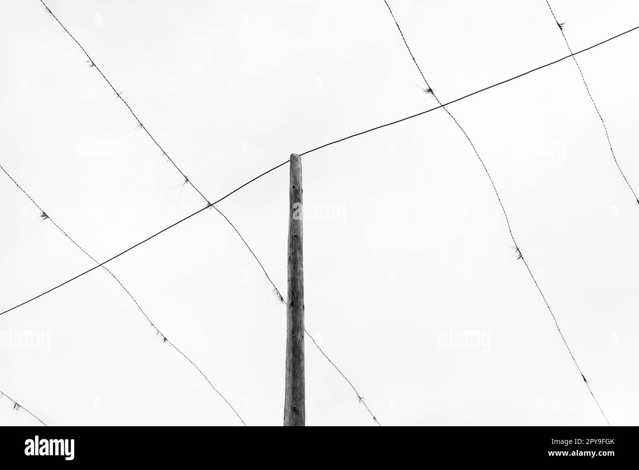 Leere Hopfenpfähle vor dem weißen Himmel Stockfoto