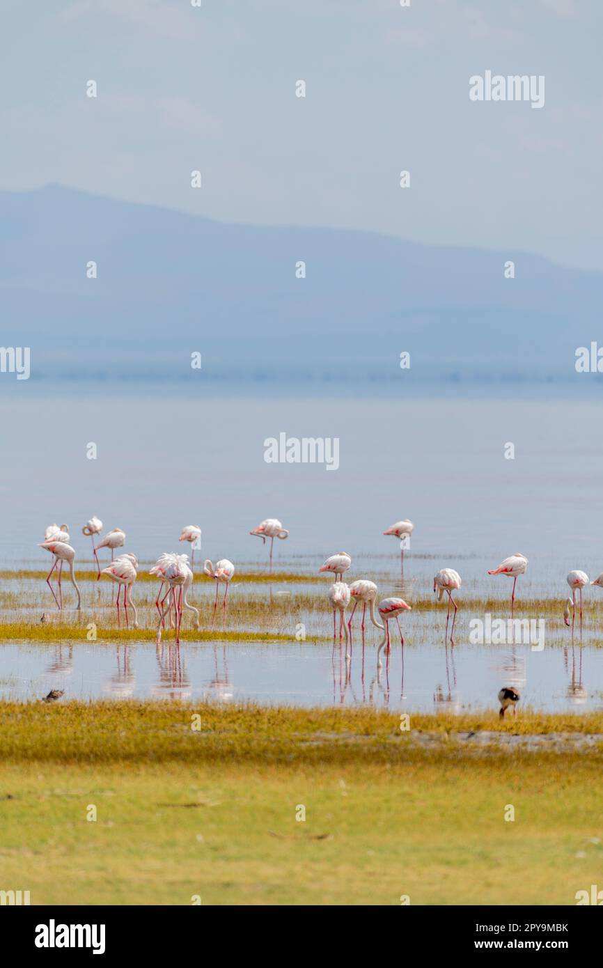 Wildvögel in der Savanne Afrikas Stockfoto