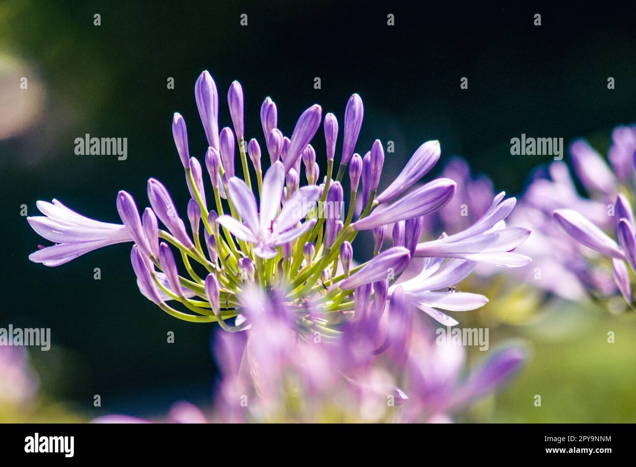 Nahaufnahme einer rosa Blütenpflanze Stockfoto