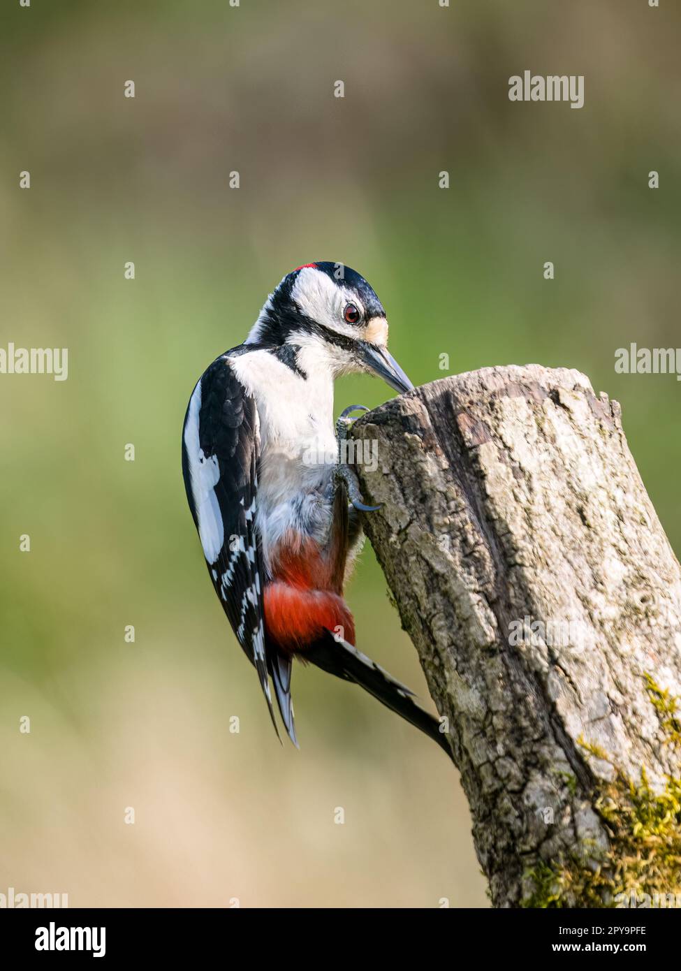 Ein Specht mit großen Flecken im Frühling in Mid Wales Stockfoto