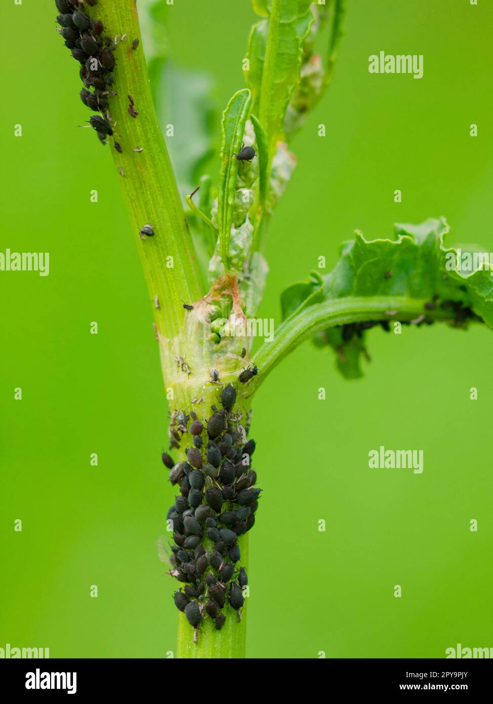 Blattlaus schwarz Fotos und Bildmaterial in hoher Auflösung Alamy
