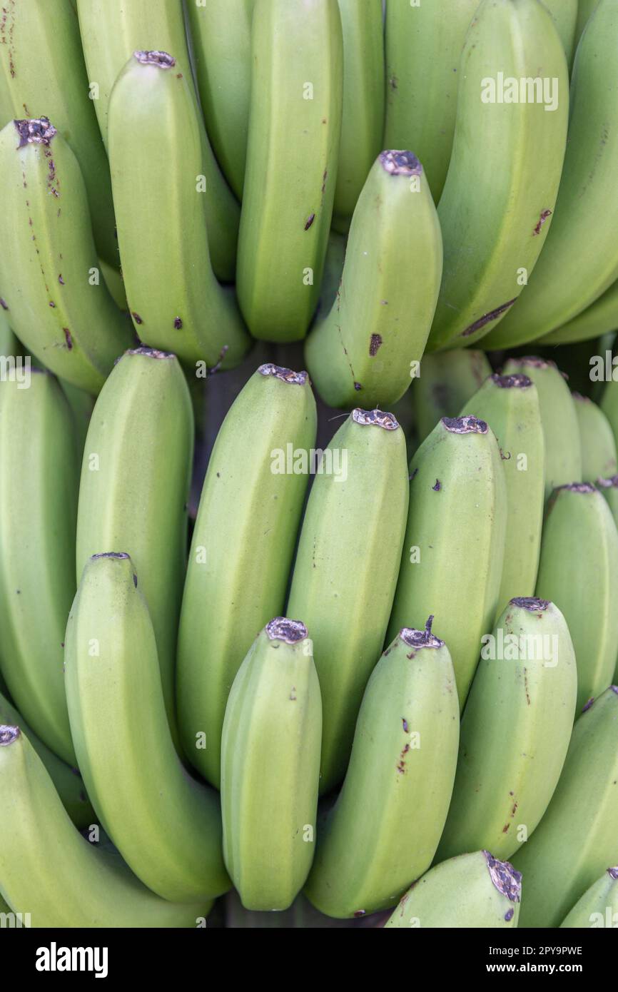 Frische Bananen in einem Haufen, der in einem Baum wächst. La Palma, Kanarische Inseln, Spanien. Stockfoto