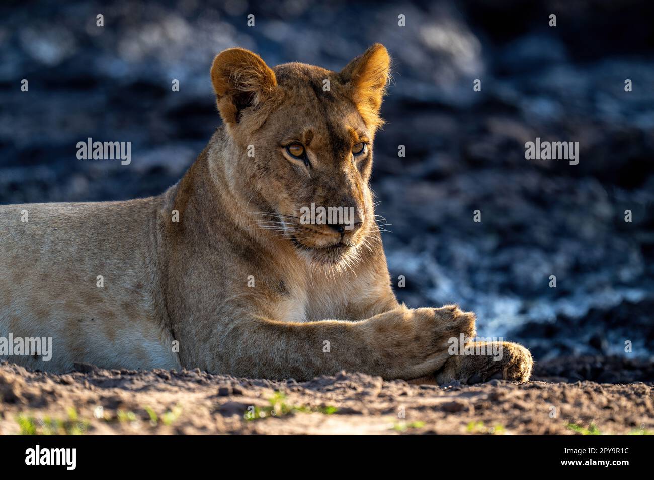 Nahaufnahme einer Löwin, die auf schlammigem Boden liegt Stockfoto