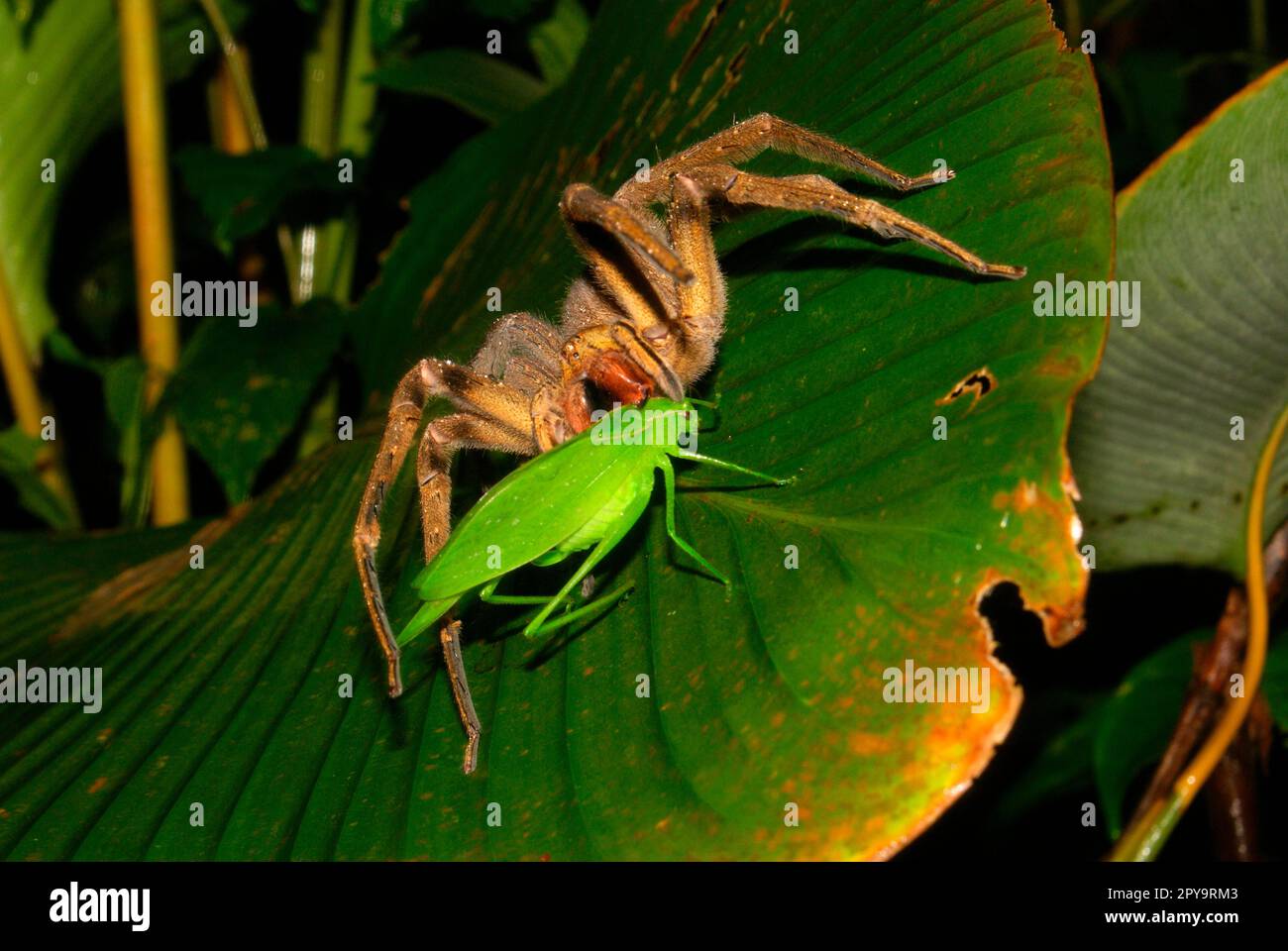 Bananenspinne, Panama Stockfoto