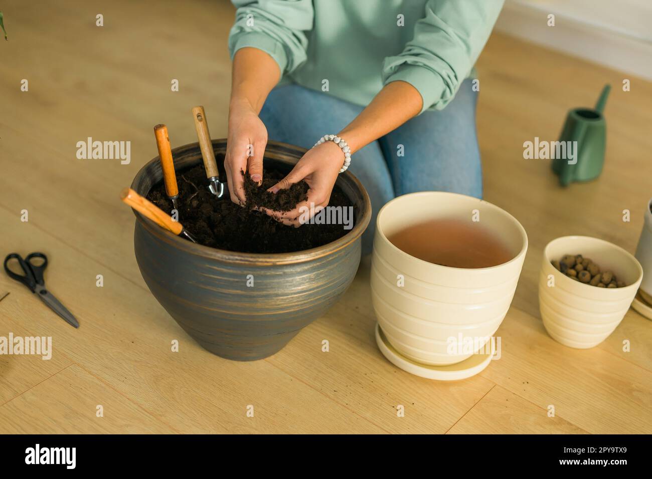 Eine Frau, die eine grüne Pflanze in einen neuen Topf transplantiert. Hauspflanze und Hausgärtnerkonzept Stockfoto