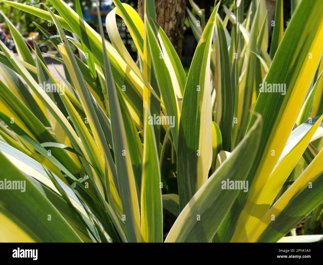 Nahaufnahme von gelb-grün gestreiften Blättern. Iris im Garten. Zur Gattung der mehrjährigen Rhizompflanzen der Iris-Familie. Gelb-grüne, lange gestreifte Blätter. Blumenhintergrund. Gartenarbeit. Stockfoto