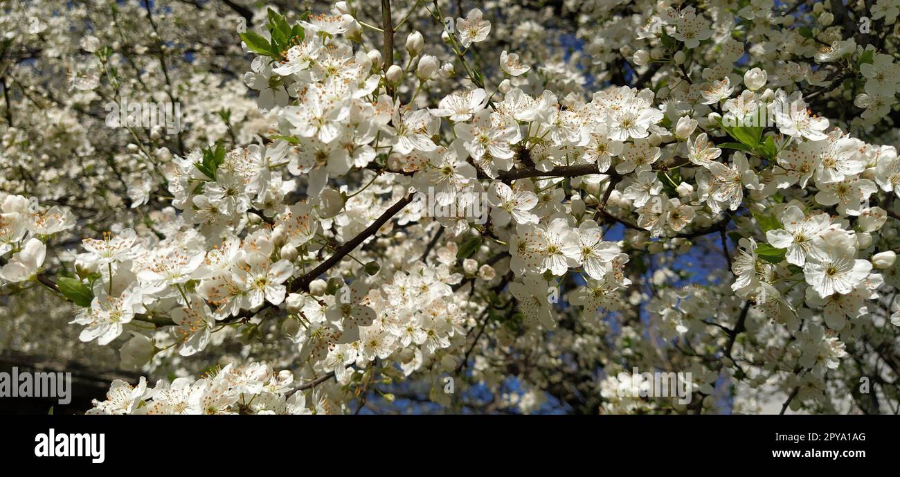 Wunderschöne weiße Frühlingsblumen. Üppig blühende Kirschen, Aprikosen, Pflaumen. Frühlingsfest. Japanische Tradition. Grußkarte, Layout oder Blumenhintergrund. Zarte Blütenblätter mit Pistillen und Stäbchen Stockfoto
