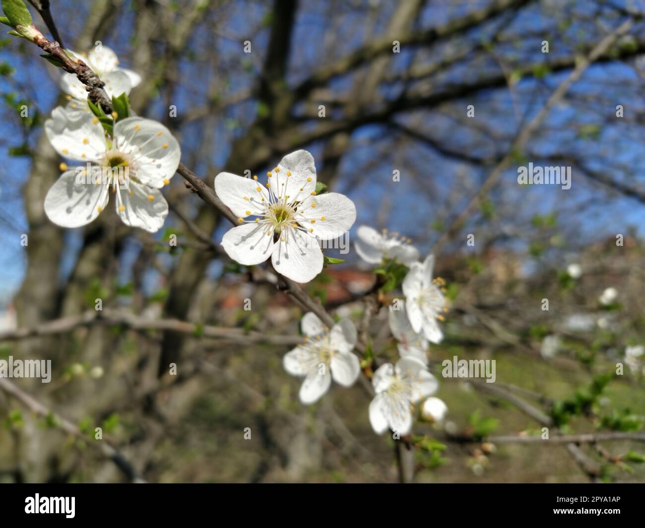 Zarte weiße Blumen eines Apfelbaums. Verschwommenes Bokeh. Frühlingsgarten ganz in üppig blühenden weißen Blumen. Pistille und Stäbchen sind bemerkbar. Frühling im Garten. Japanische Sakura Stockfoto