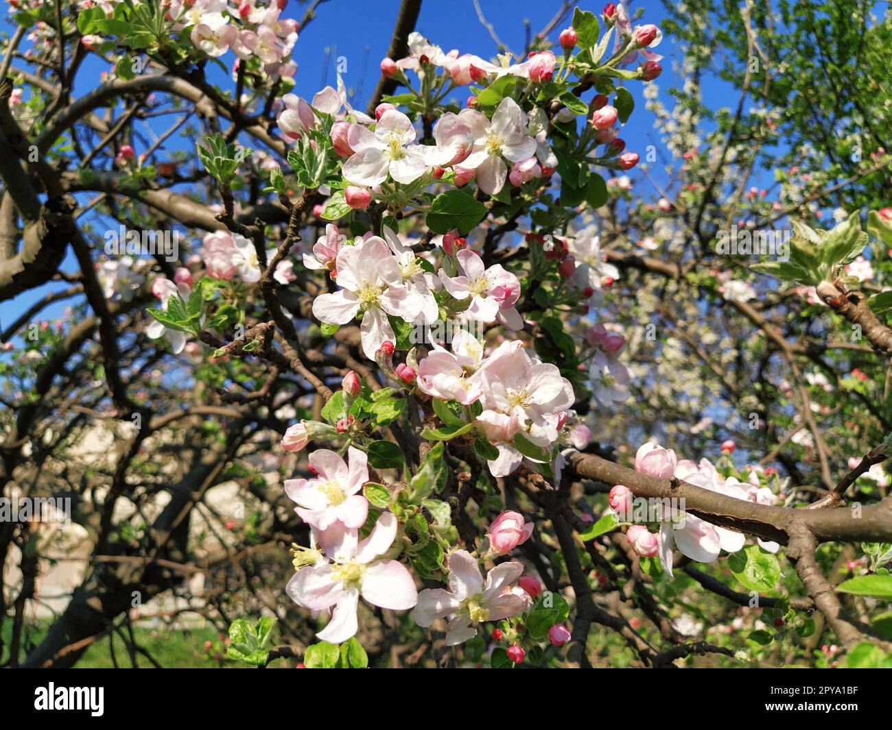 Zarte Blütenblätter von Apfelbaum. Apfelbäume in üppigen blühenden weißen Blumen. Pistille und Stäbchen sind bemerkbar. Frühling im Obstgarten. Der Beginn der landwirtschaftlichen Arbeit Stockfoto