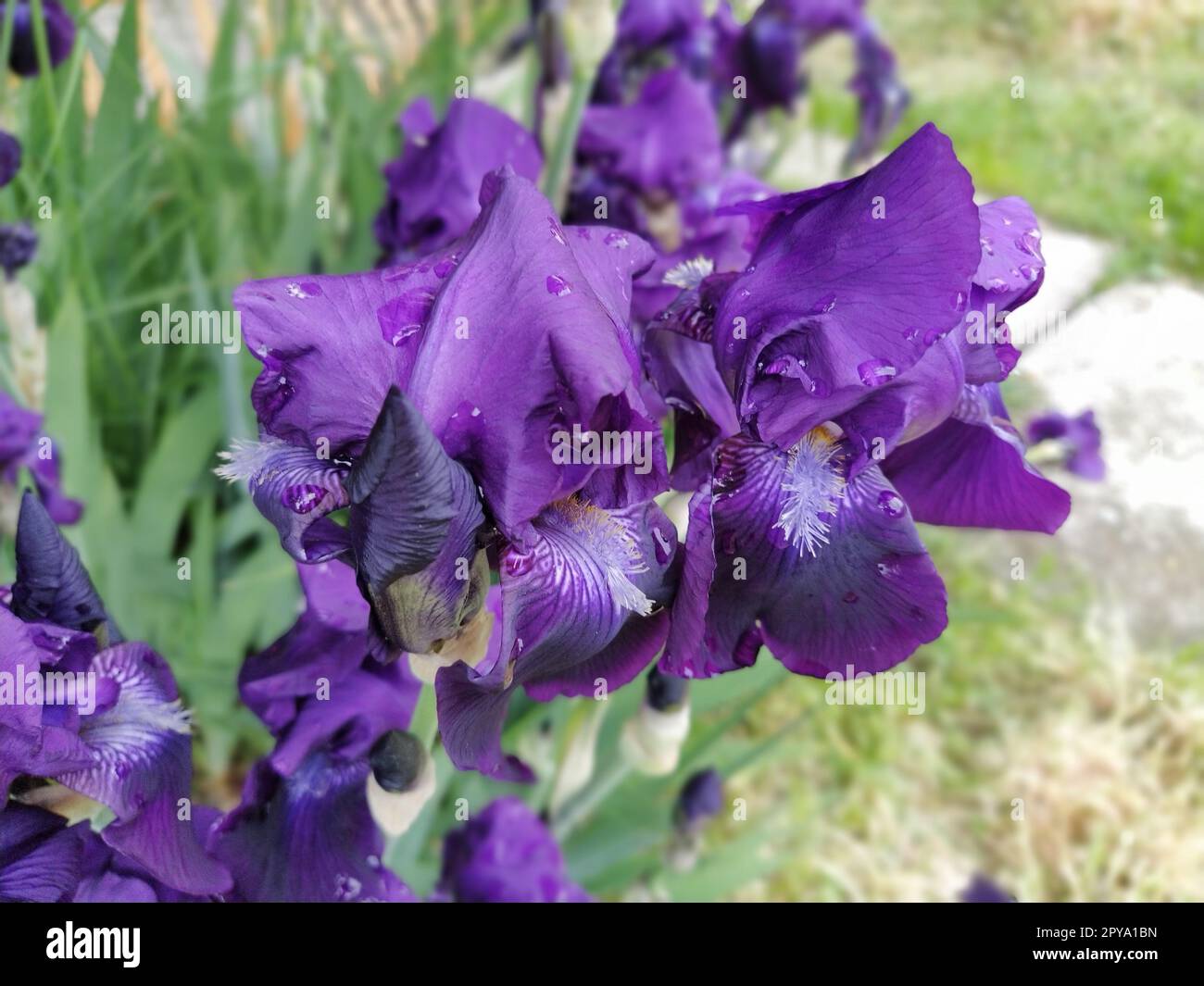 Lila Iris. Wunderschöne zarte Blüten von dunkelblau-lila Irisblüten im Garten. Anmutige Blütenblätter. Weichzeichner. Verschwommenes Bild Stockfoto
