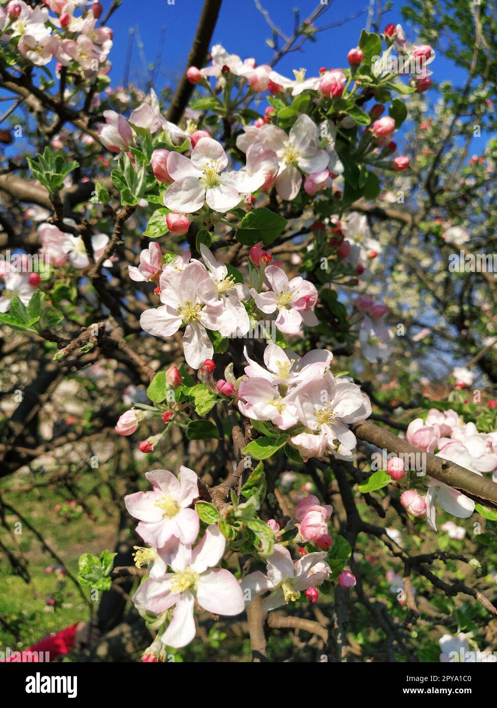 Zarte Blütenblätter von Apfelbaum. Apfelbäume in üppigen blühenden weißen Blumen. Pistille und Stäbchen sind bemerkbar. Frühling im Obstgarten. Der Beginn der landwirtschaftlichen Arbeit Stockfoto