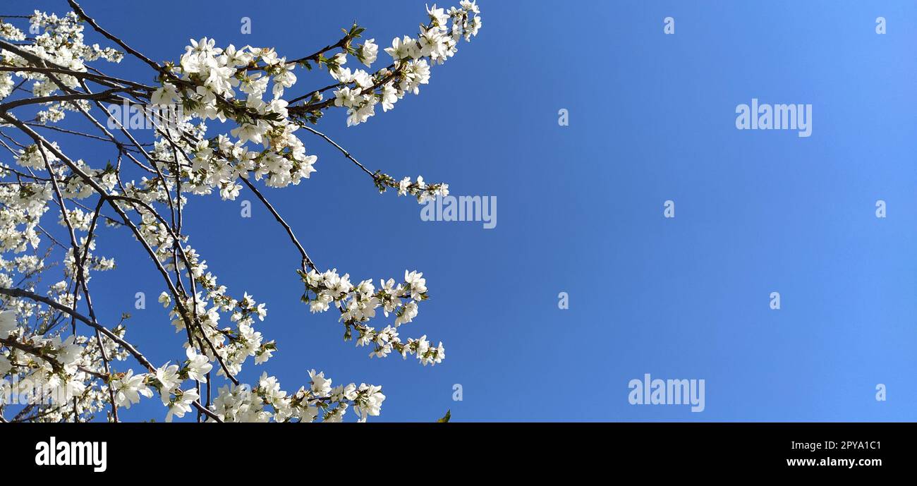 Zarte weiße Blumen eines Apfelbaums. Frühlingsgarten ganz in üppig blühenden weißen Blumen. Pistille und Stäbchen sind bemerkbar. Frühling im Garten. Landwirtschaft. Frostgefahr. Japanische Sakura Stockfoto
