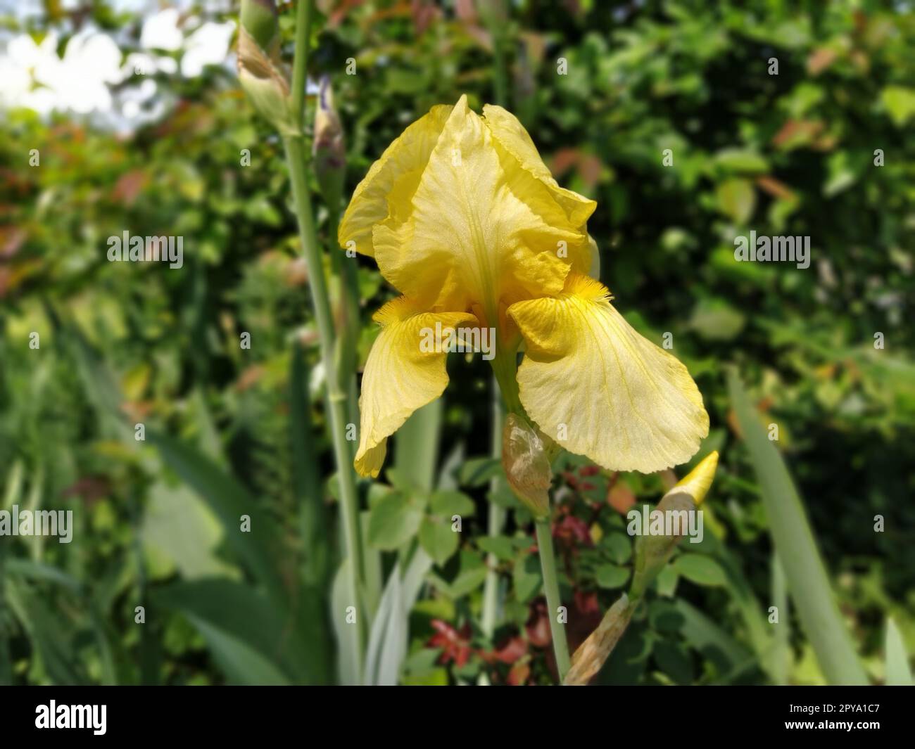 Nahaufnahme der gelben Irisblende. Anmutige Blume im Garten Stockfoto