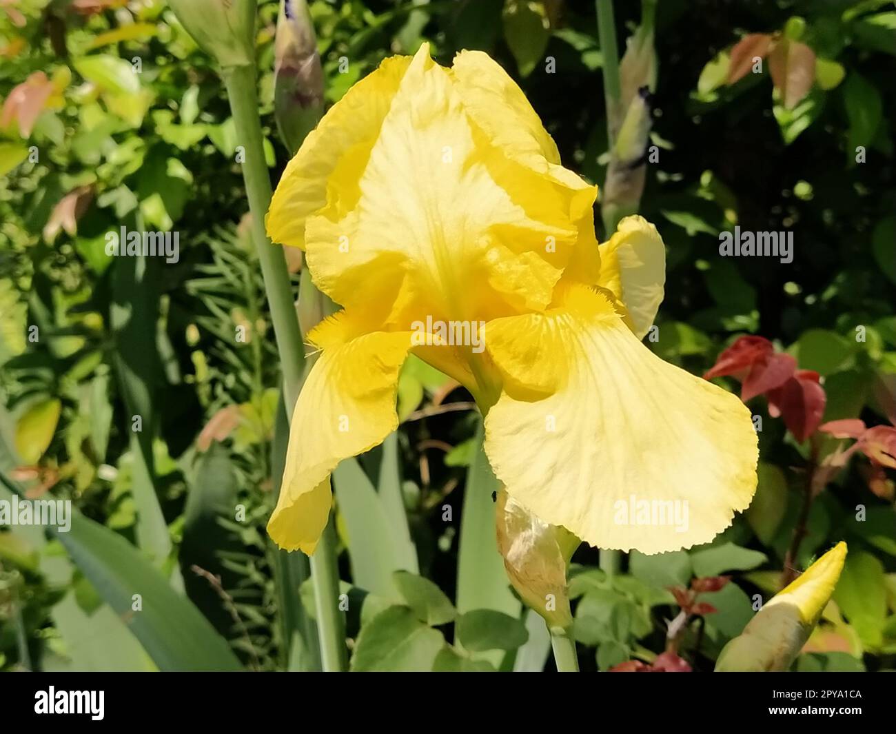 Nahaufnahme der gelben Irisblende. Anmutige Blume im Garten. Stockfoto