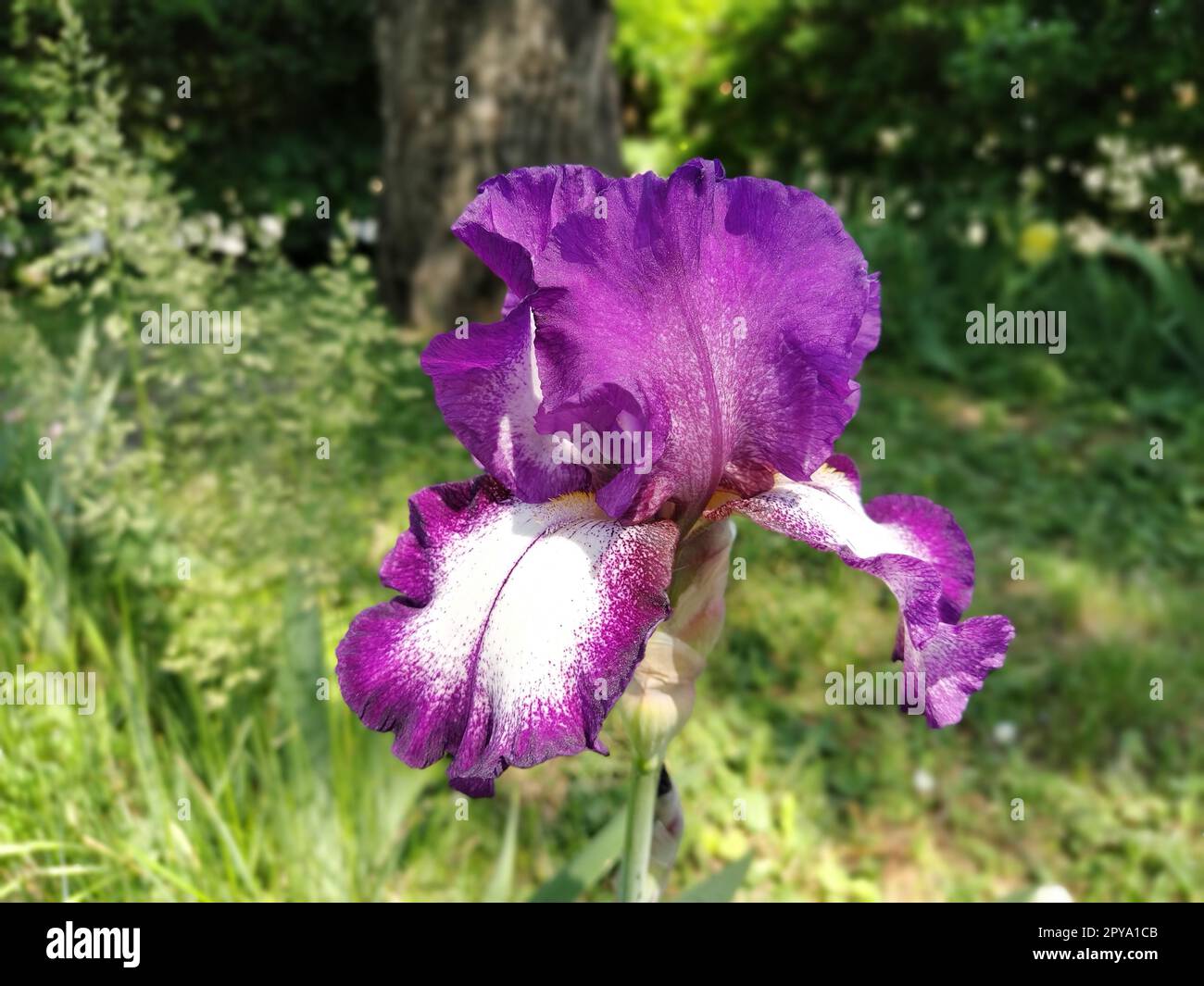 Violette Iris Nahaufnahme. Anmutige Blume im Garten Stockfoto