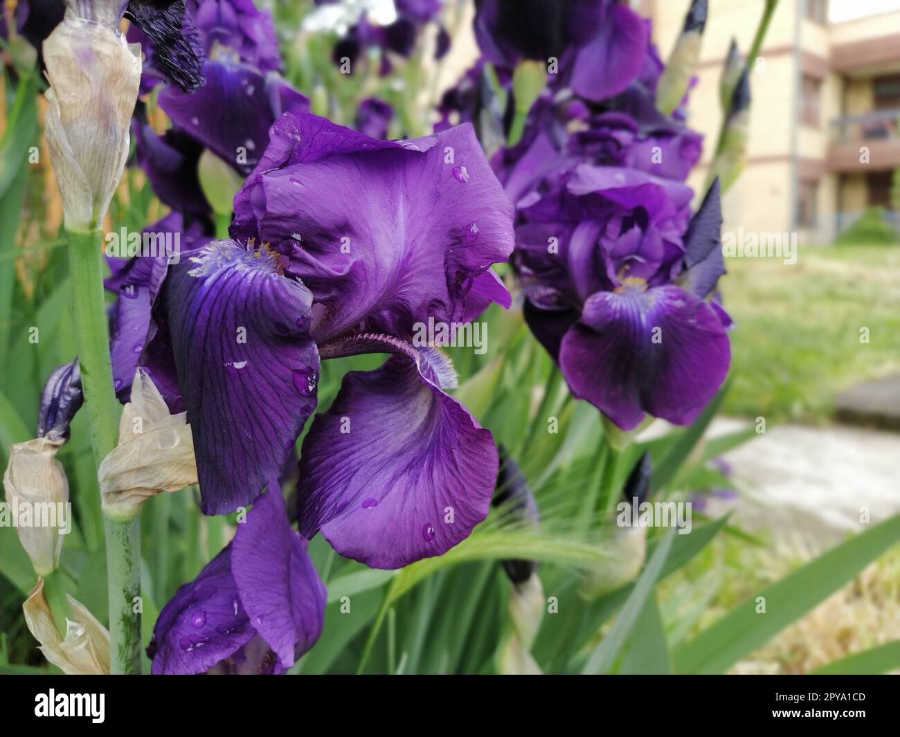 Lila Iris. Wunderschöne zarte Blüten von dunkelblau-lila Irisblüten im Garten. Anmutige Blütenblätter. Weichzeichner. Verschwommenes Bild Stockfoto