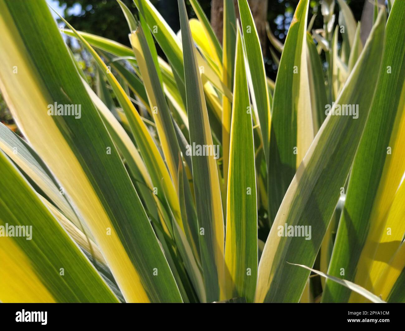 Nahaufnahme von gelb-grün gestreiften Blättern. Iris im Garten. Zur Gattung der mehrjährigen Rhizompflanzen der Iris-Familie. Gelb-grüne, lange gestreifte Blätter. Blumenhintergrund. Gartenarbeit. Stockfoto