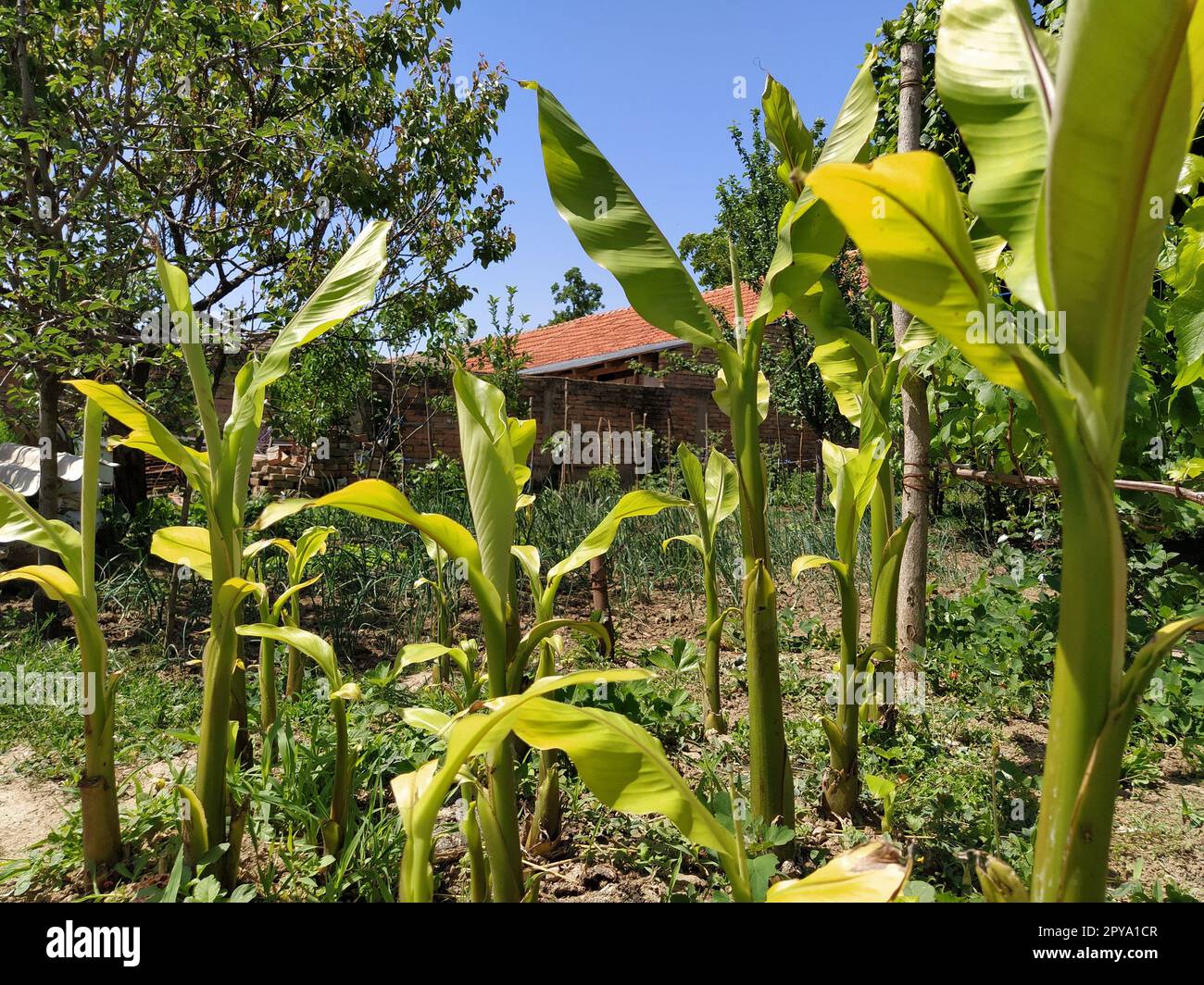 Bananenplantagen dagegen. Bananenfarm. Plantage mit jungen Bananenpflanzen. Im Hintergrund gibt es eine Steinhütte und einen Zaun. Tropische Pflanzen. Neues Erntegut. Bauernhof. Bauernhof Stockfoto