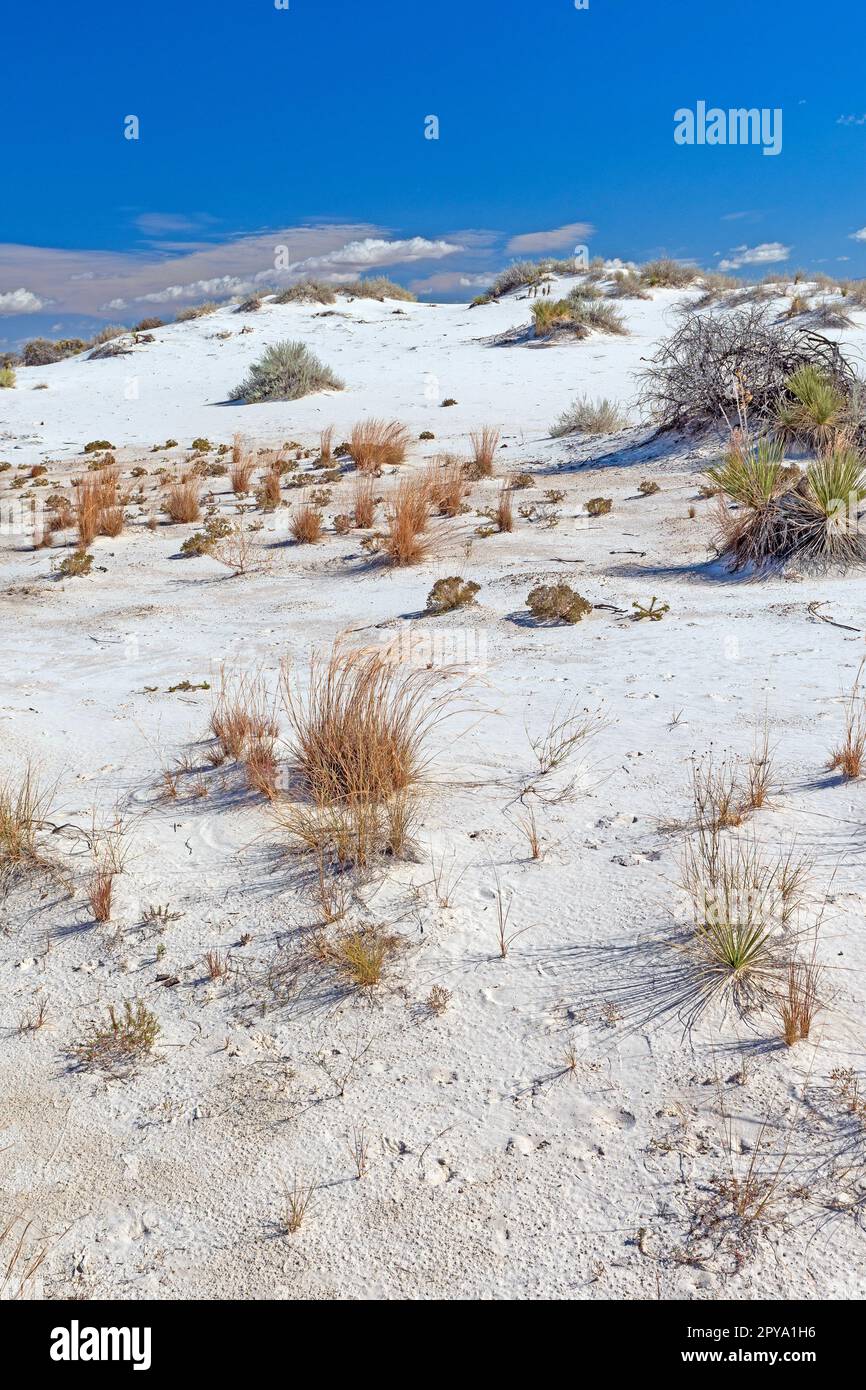 Wüstengras wachsen in einer weißen Sanddüne Stockfoto