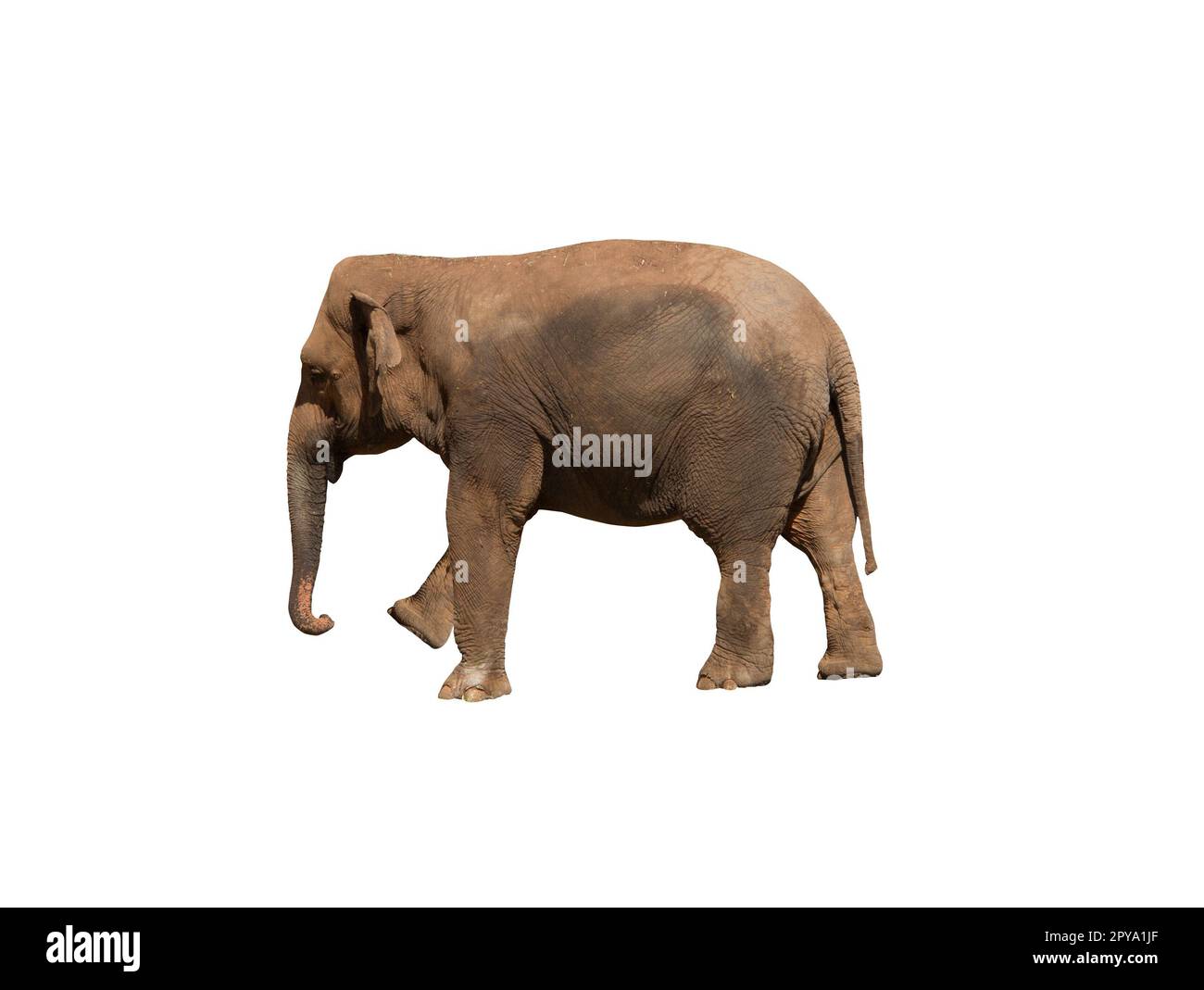 Bild eines afrikanischen Elefanten, riesiger Dickdarm Stockfoto