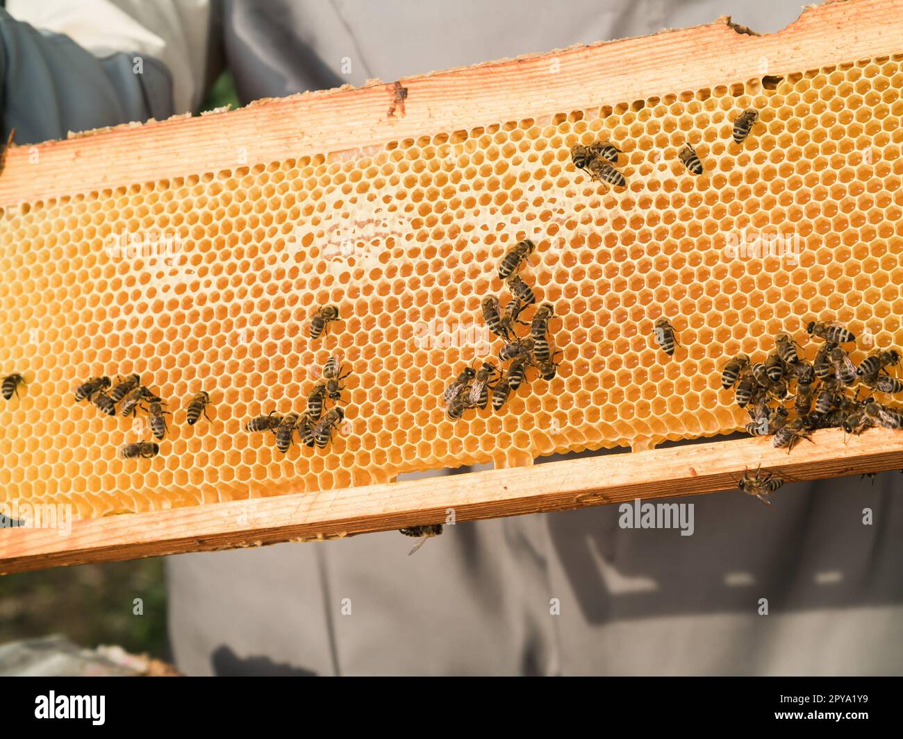Bienenwaben mit Honig und Bienen. Bienenzucht aus der Nähe Stockfoto