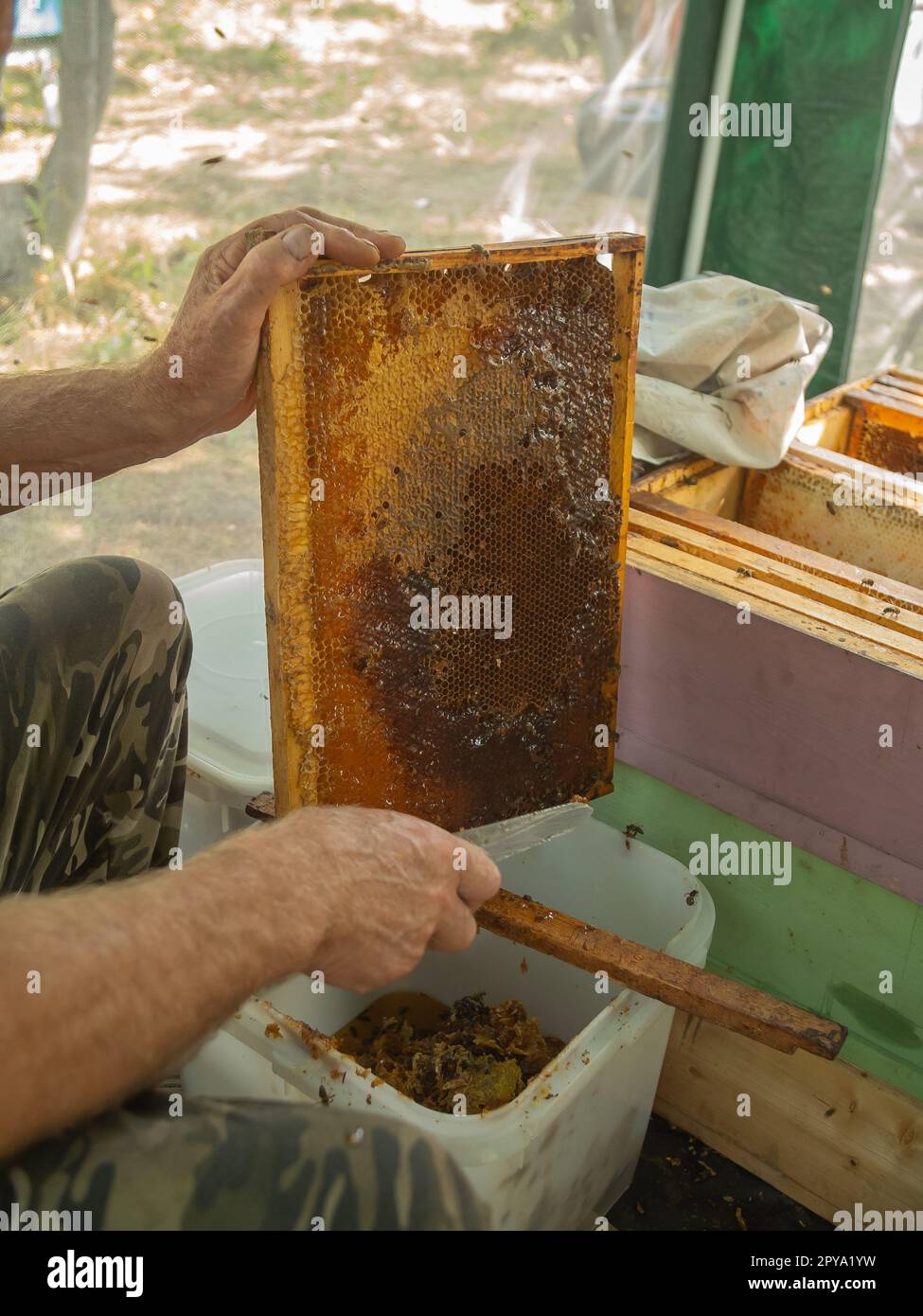 Extraktion von Honig aus Wabenkonzept. Nahaufnahme des Imkers, der Wachsdeckel mit heißem Messer aus der Wabe zur Honiggewinnung schneidet. Stockfoto