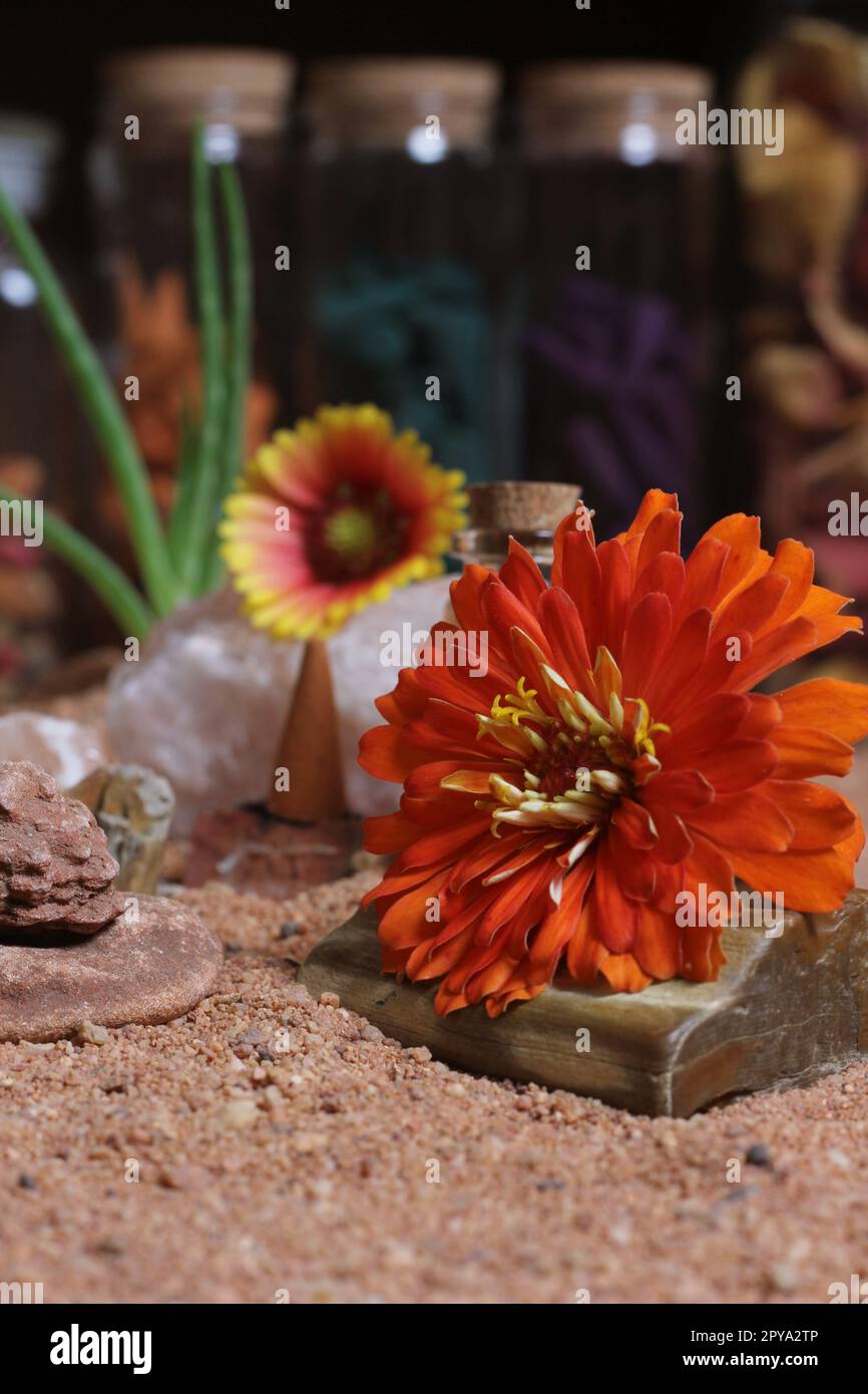 Wüstenrosen mit Quarzkristallen auf australischem roten Sand Stockfoto