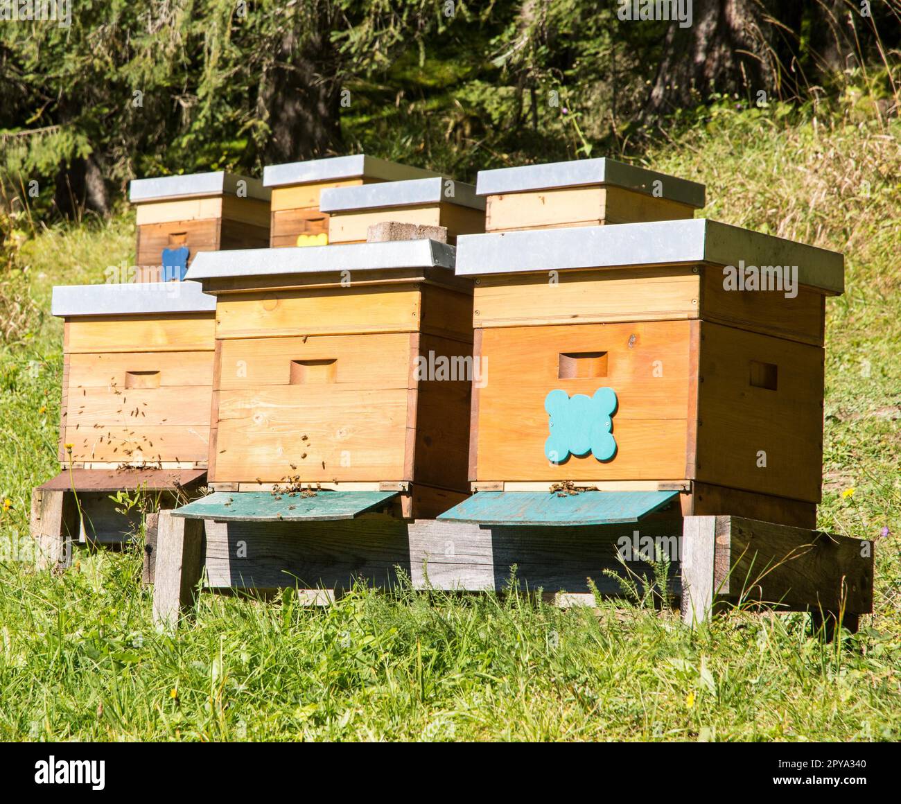 Bienenzucht, Bienen, die zu einem Holzbart fliegen Stockfoto
