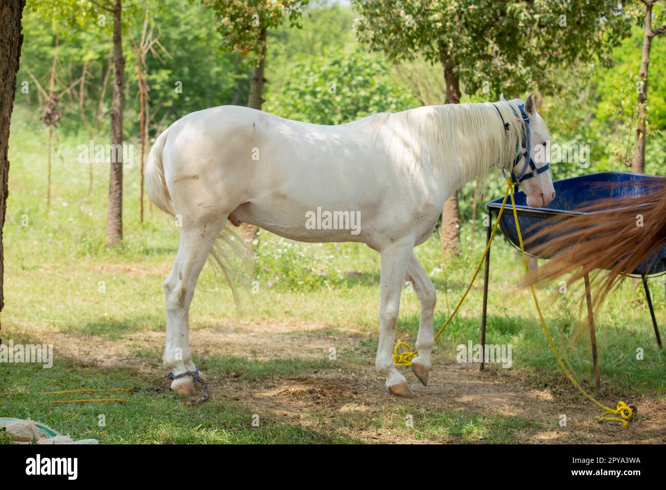 Pferdekonformationsaufnahme mit weißem Körper und allen vier Beinen sichtbares Pferd, das im Frühlingssommer auf grünem Gras steht. Städtisch Stockfoto
