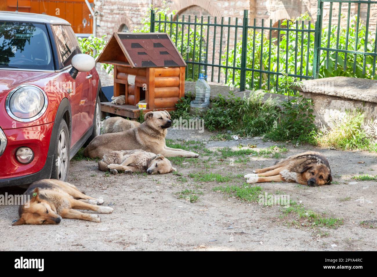 Bild von streunenden, verlassenen Hunden, die in der Mitte des Eingangs eines Obdachs im Bezirk Eminonu auf der europäischen Seite schlafen Stockfoto