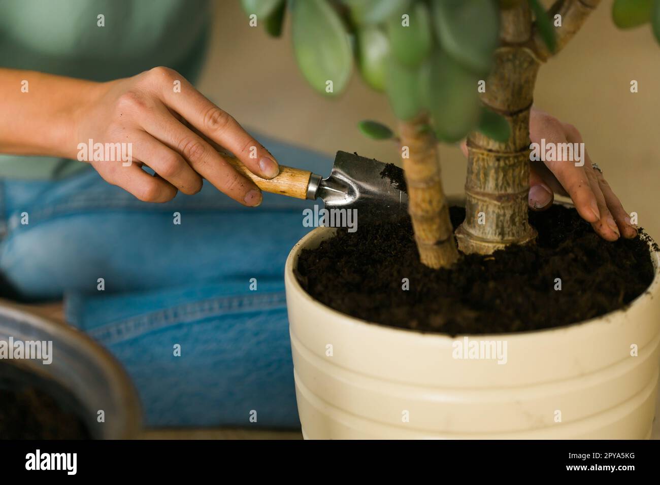Gärtnerin, die Grünpflanzen in Keramiktöpfen auf dem Boden transplantiert. Konzept von Heimgarten und Topfpflanzen Stockfoto